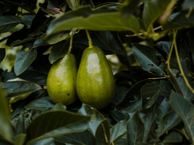 Ripe avocados on the tree