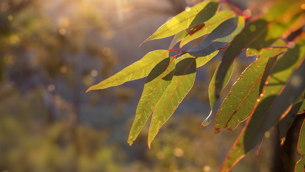 Sun shining on eucalyptus leaves