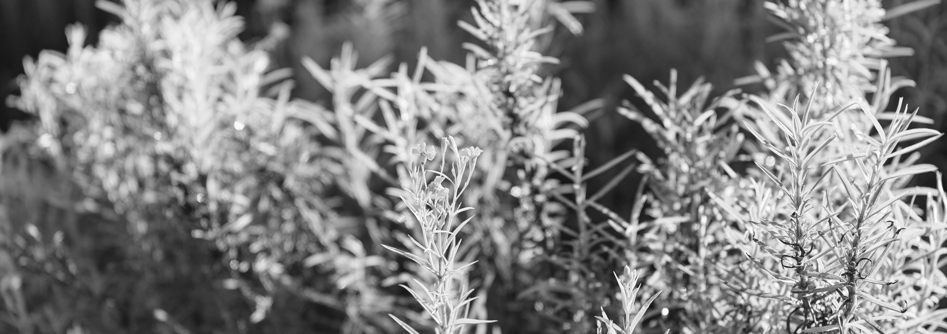 Black and white close up image of herbs from community garden