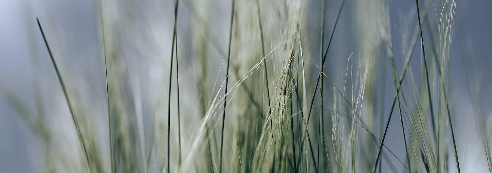 Thin grass.