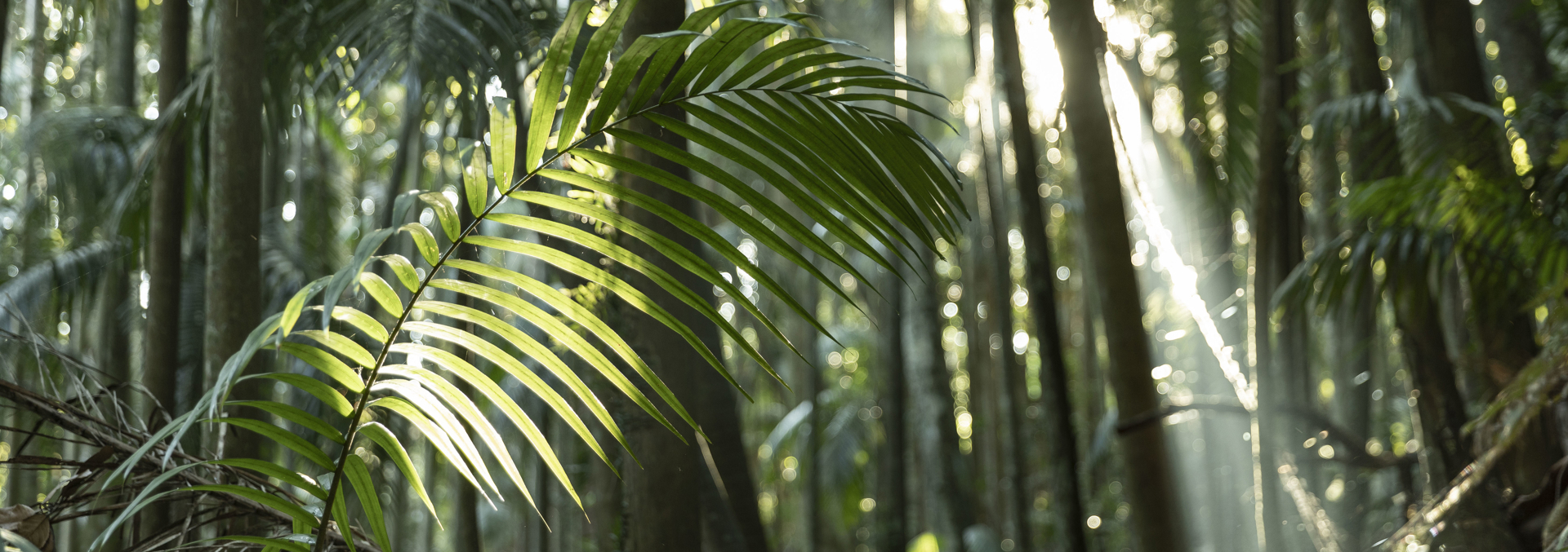 A palm tree frond is in the forground of the image with tropical rainforest greenery surrounding the fallen branch.