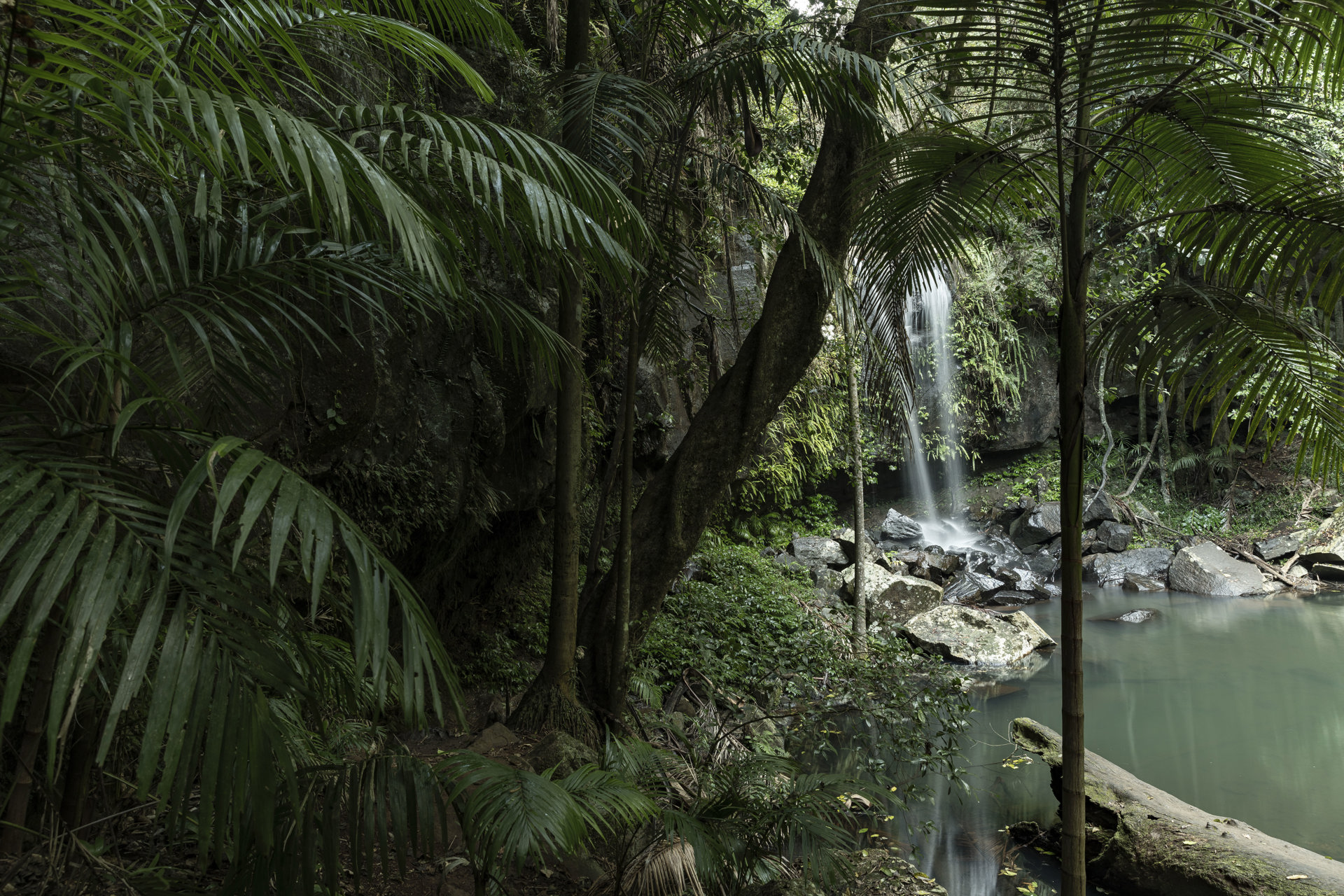 A faraway image of the Buderim falls waterfall with water flowing over the edge, with tropical palms in the foreground.