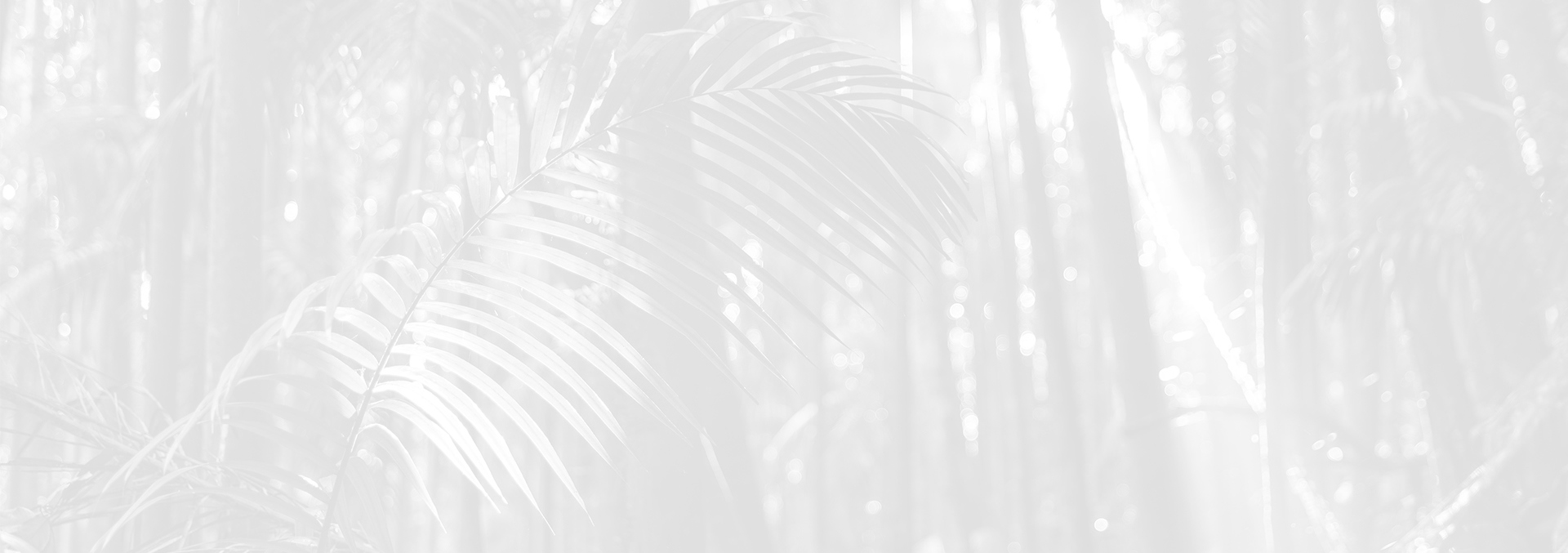 A light grey scale image of palm trees in a rainforest.