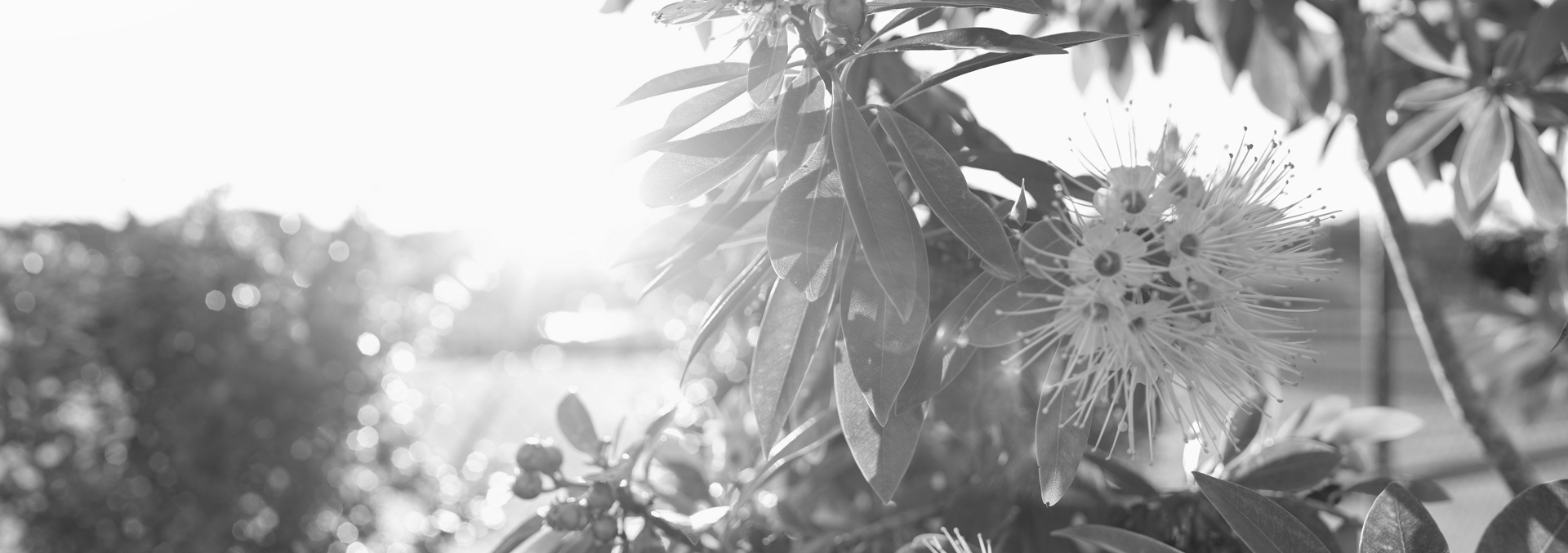 Black and white close up photo of plant with flower 