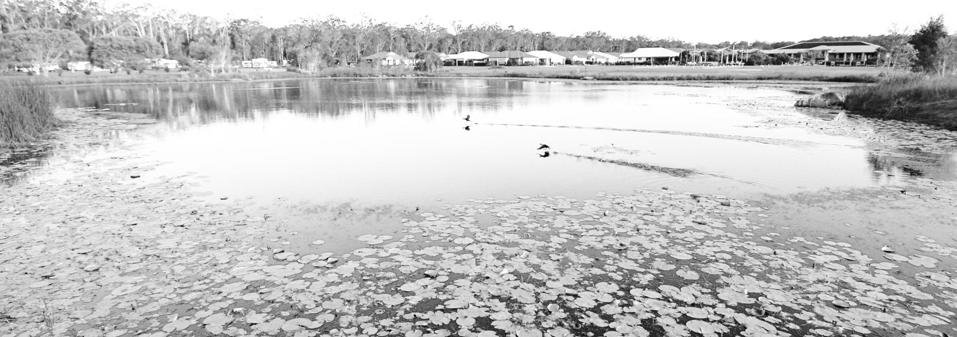 Black and white image of a lake at Halcyon Parks with birds on the water