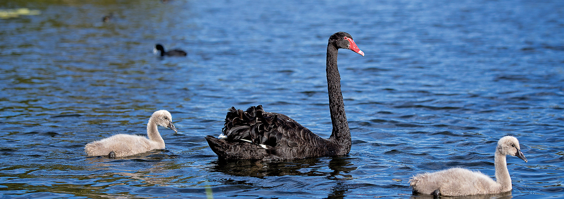 Halcyon Parks black swan on a lake with 2 young. 