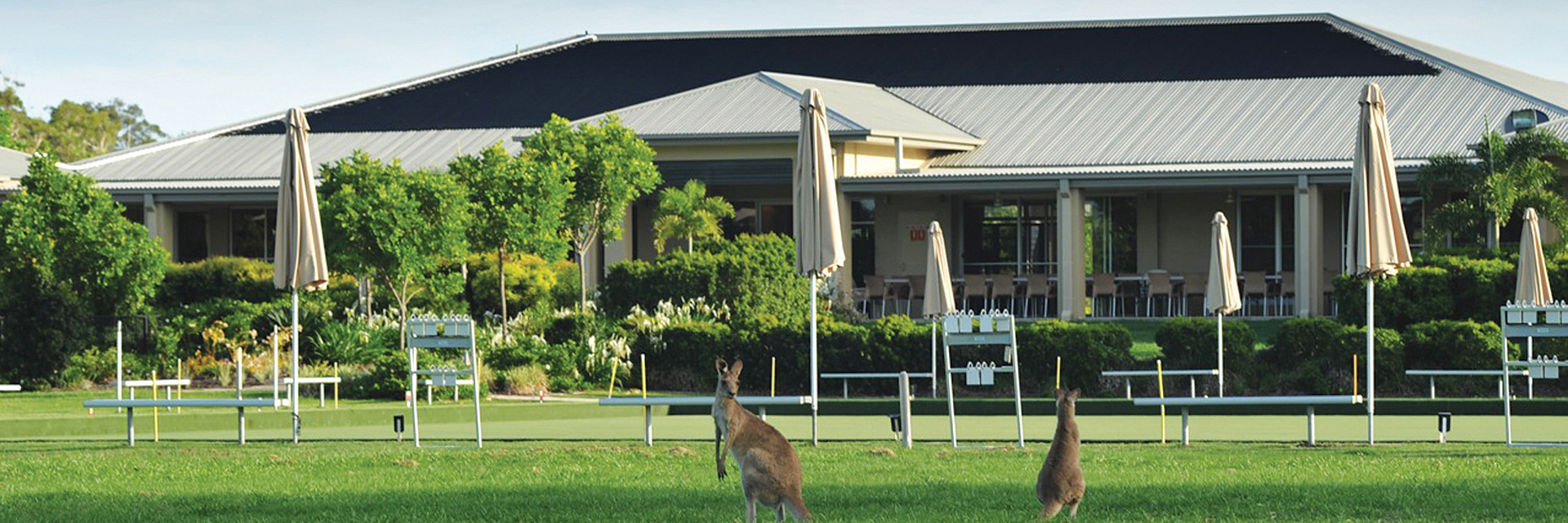 Halcyon Parks 2 wallabies on the grass out the front of the bowling green at Halcyon Parks. 