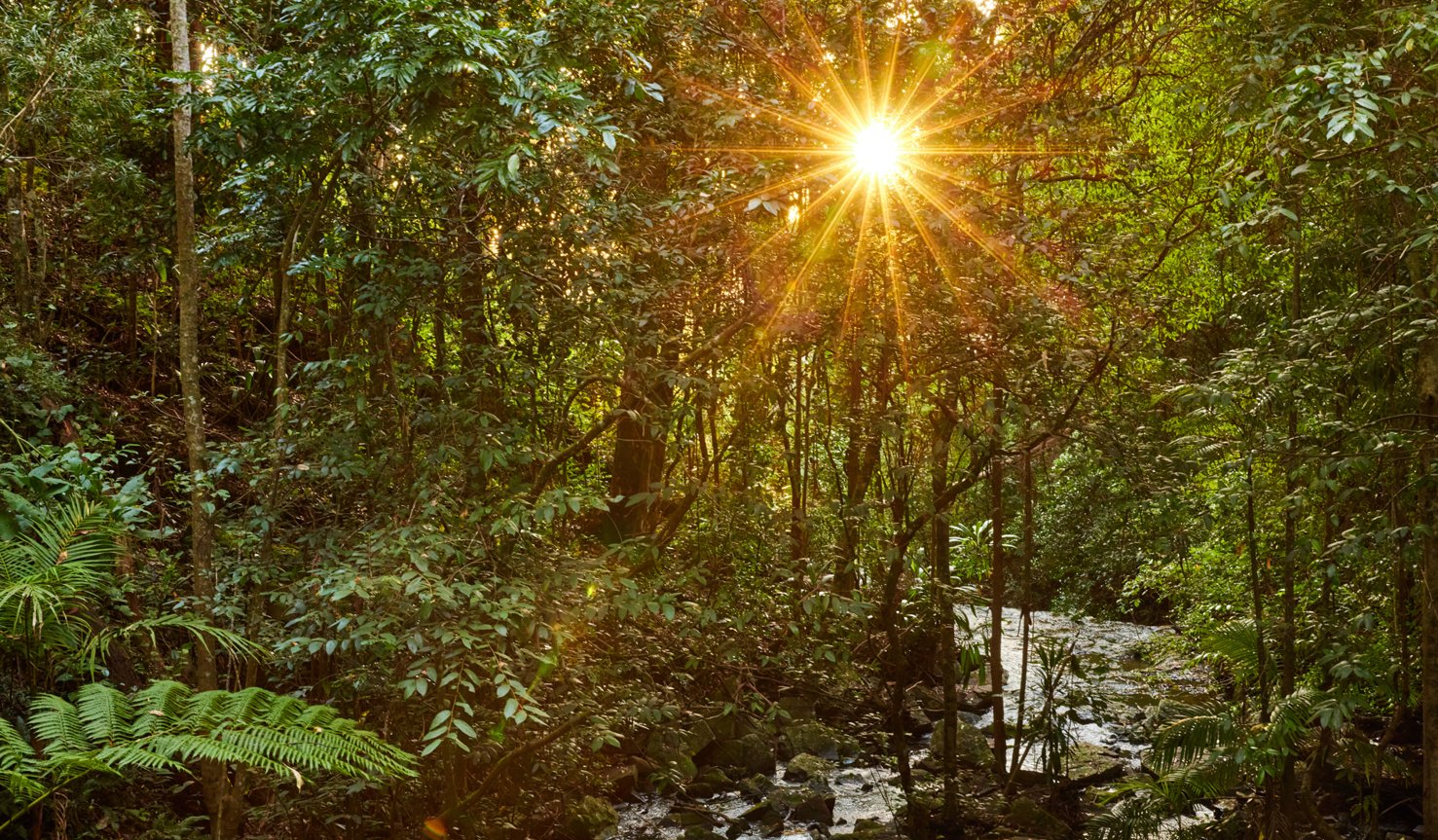 rainforest landscape with flowing stream and lush greenery with a sun reflection through the trees