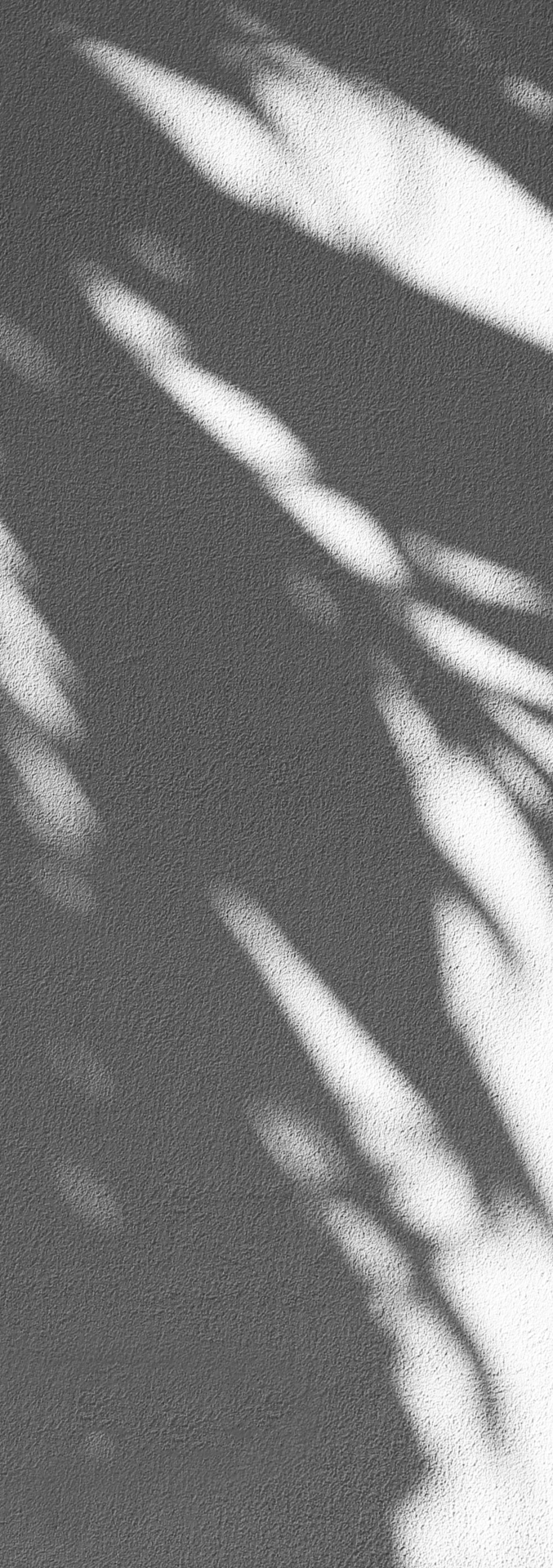 Shadow of a palm tree leaf
