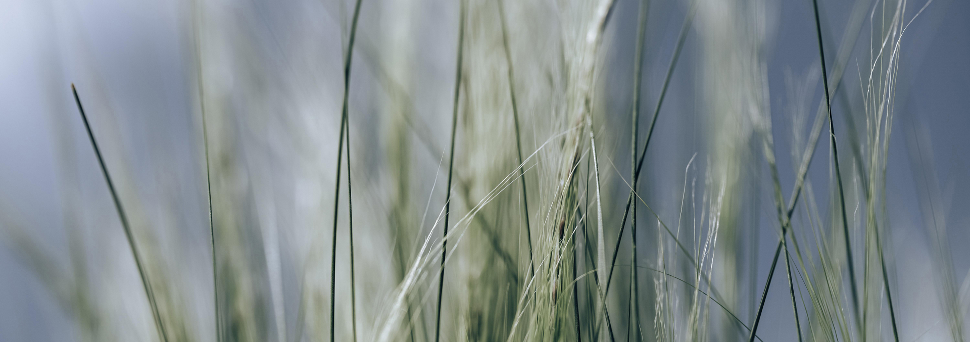Close up image showing strands of tall grass
