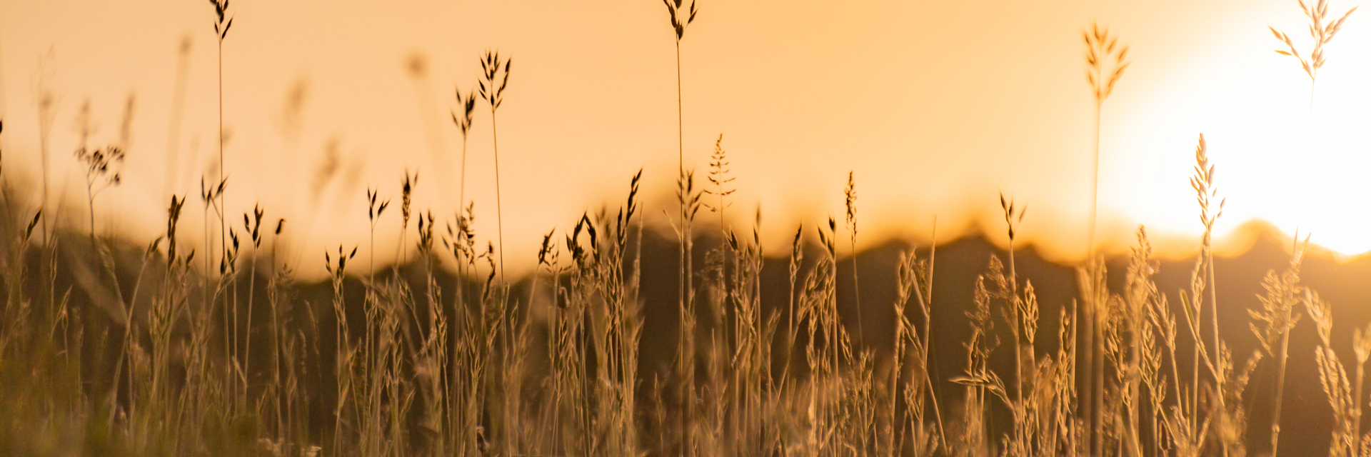 stock image of the sun rising over a field.