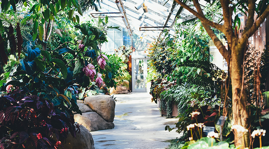 Plants in a greenhouse.