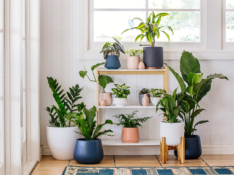 Indoor plants 