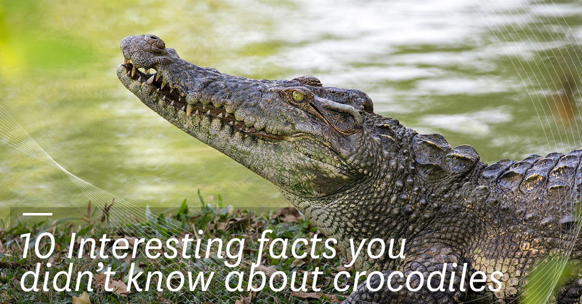10 Interesting Facts You Didnt Know About Crocodiles